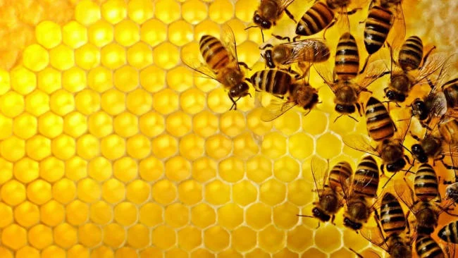 Xịt họng keo ong thường được đánh giá là an toàn cho bé